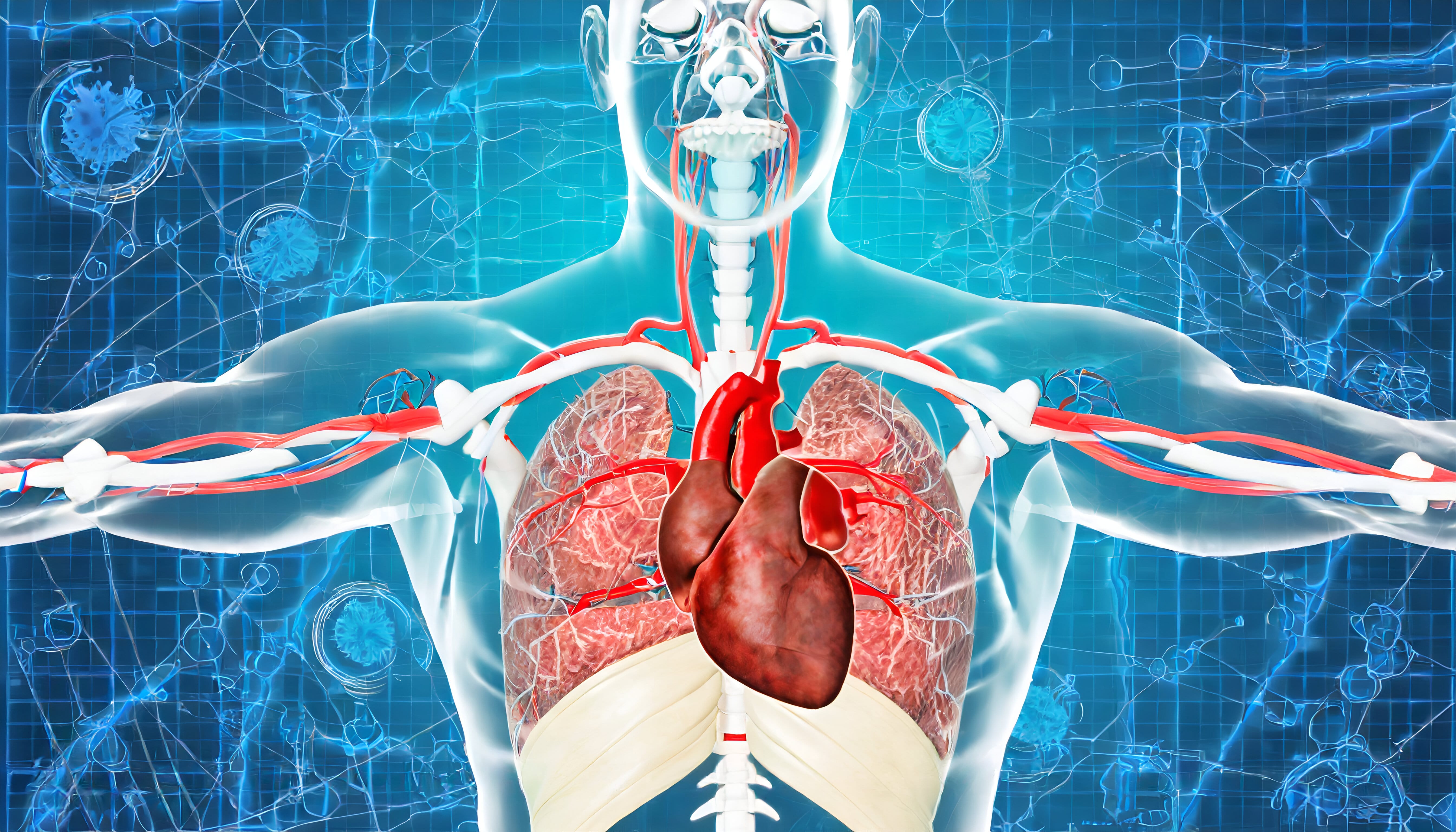 human respiratory system